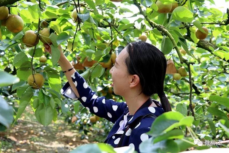 柳江：“葱”满幸福晒满千里沃野